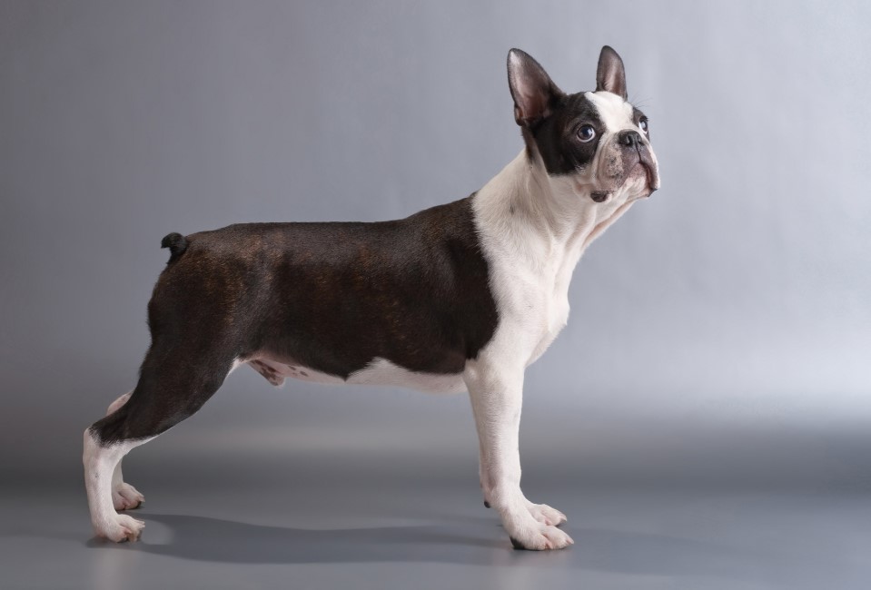 Boston Terrier