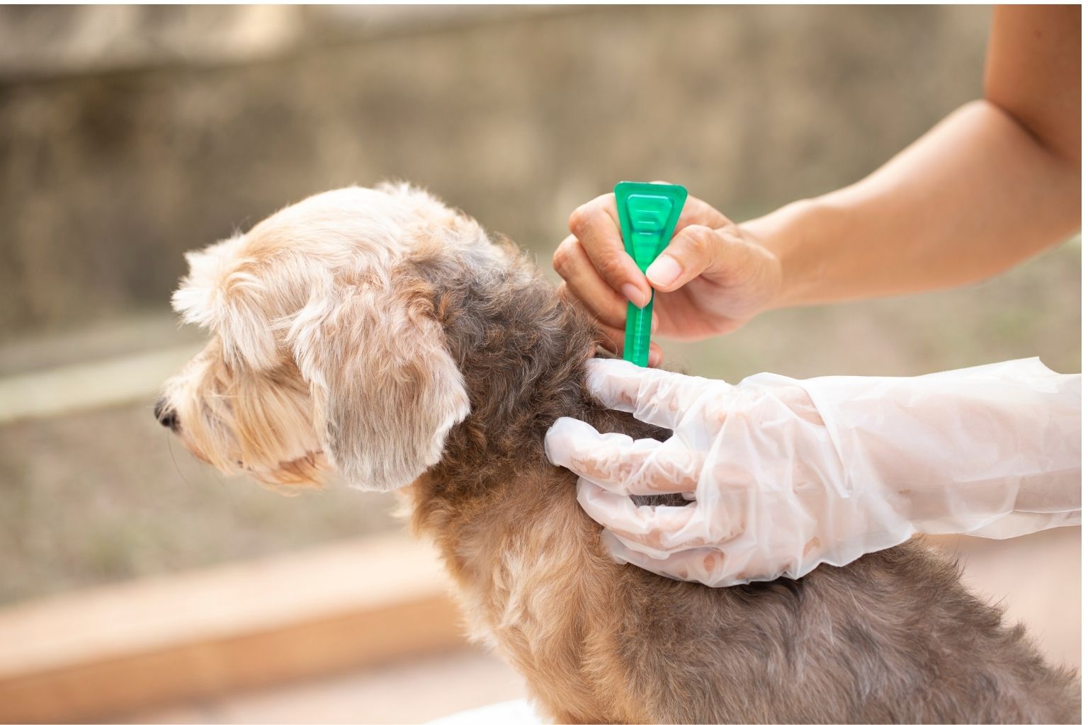 Pulci E Zecche Come Difendere I Nostri Cani