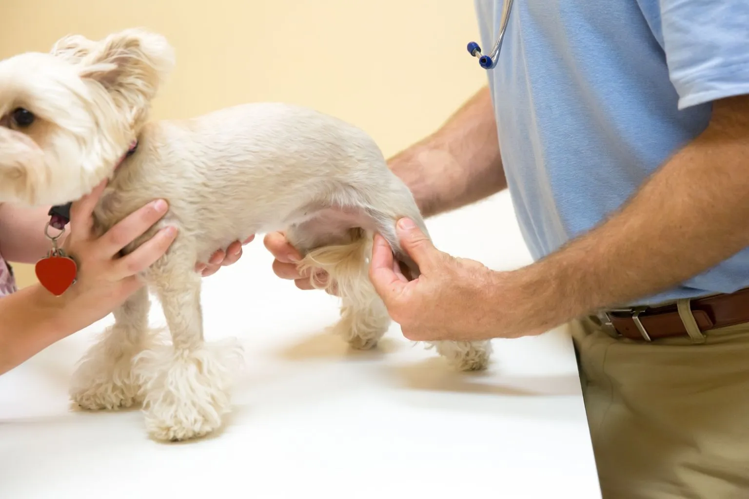 Come mantenere in salute le articolazioni dei nostri cani?
